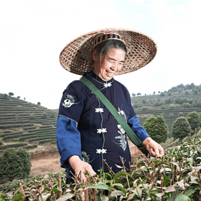 Récolte de thé en Chine