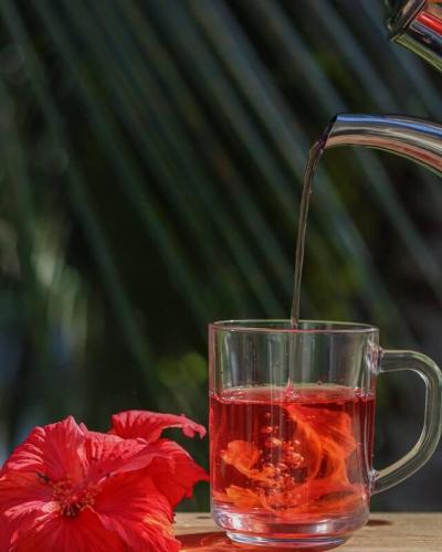 Infusion d hibiscus